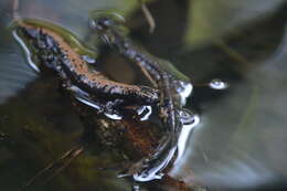 Image of Broadfoot Mushroomtongue Salamander