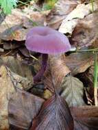 Image of Laccaria amethystina Cooke 1884