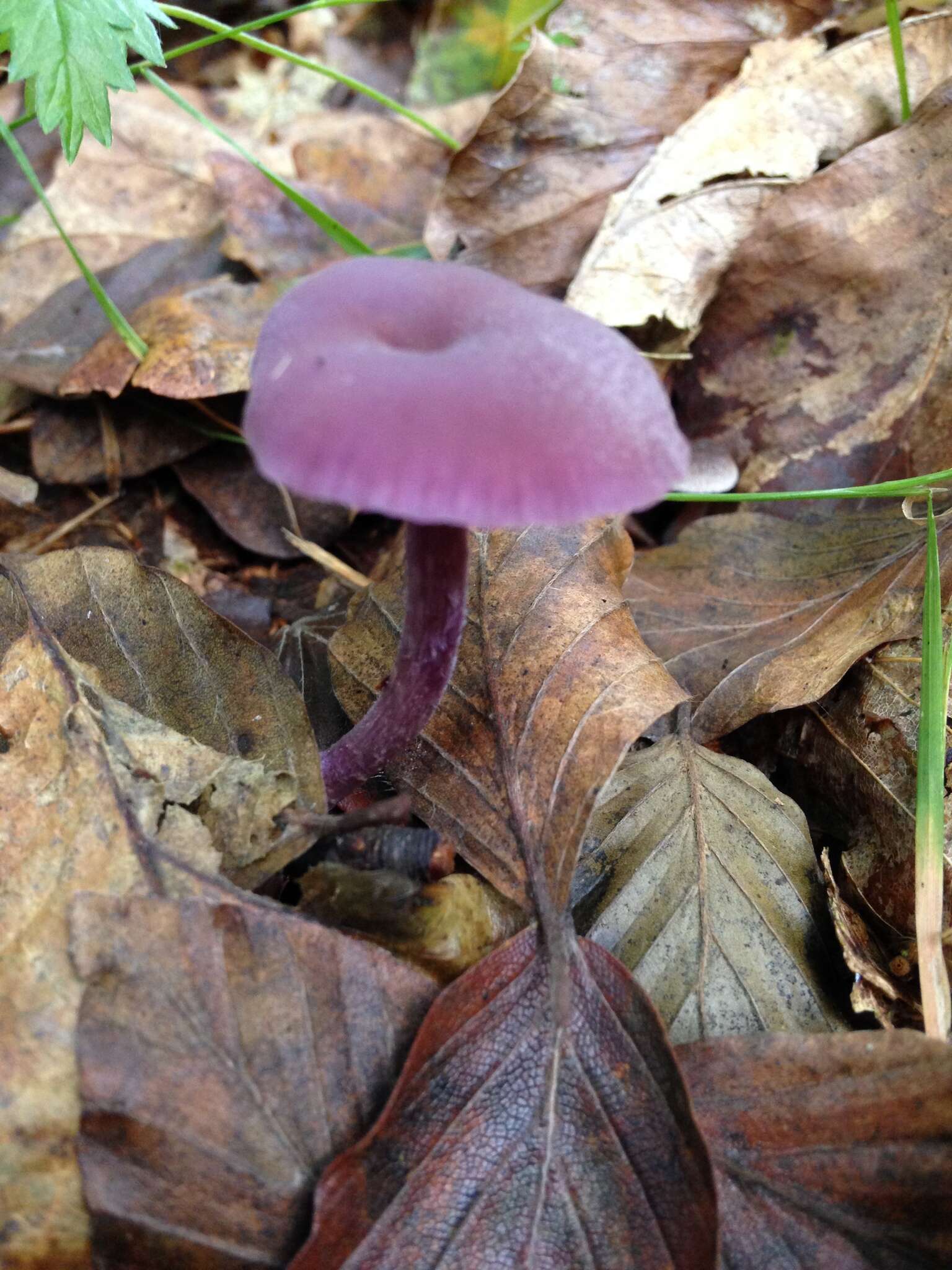 Image of Laccaria amethystina Cooke 1884