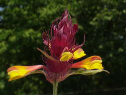 Image of Melampyrum carstiense (Ronn.) Fritsch