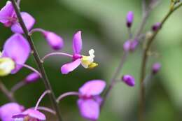 Image of Asemeia floribunda (Benth.) J. F. B. Pastore & J. R. Abbott