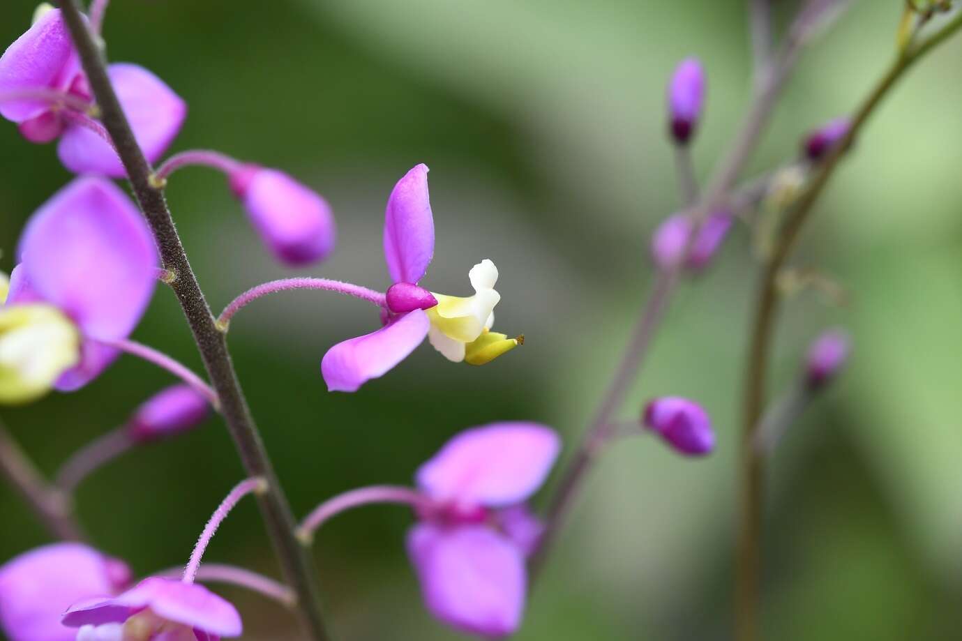 Image of Asemeia floribunda (Benth.) J. F. B. Pastore & J. R. Abbott