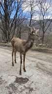 Image of Cervus elaphus brauneri Charlemagne 1920