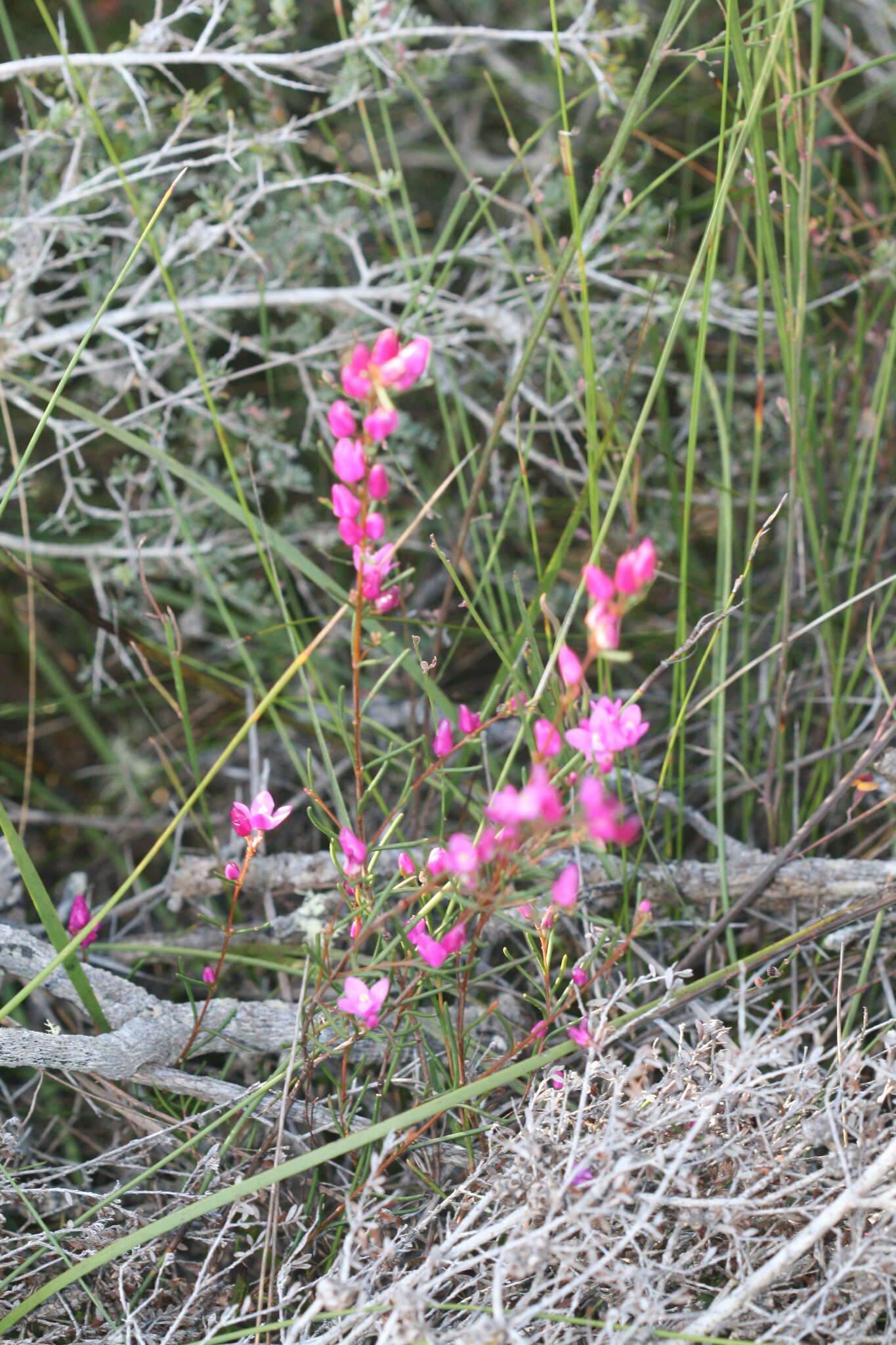 Image de Boronia nematophylla F. Müll.