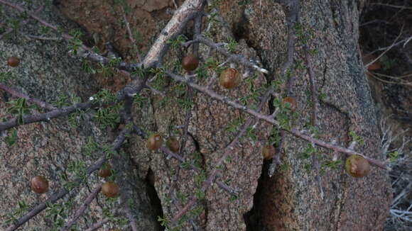 Image of Commiphora capensis (Sond.) Engl.