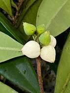 Image of Funifera grandifolia Domke