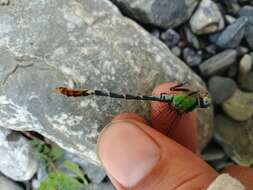 Image of Dark-shouldered Ringtail