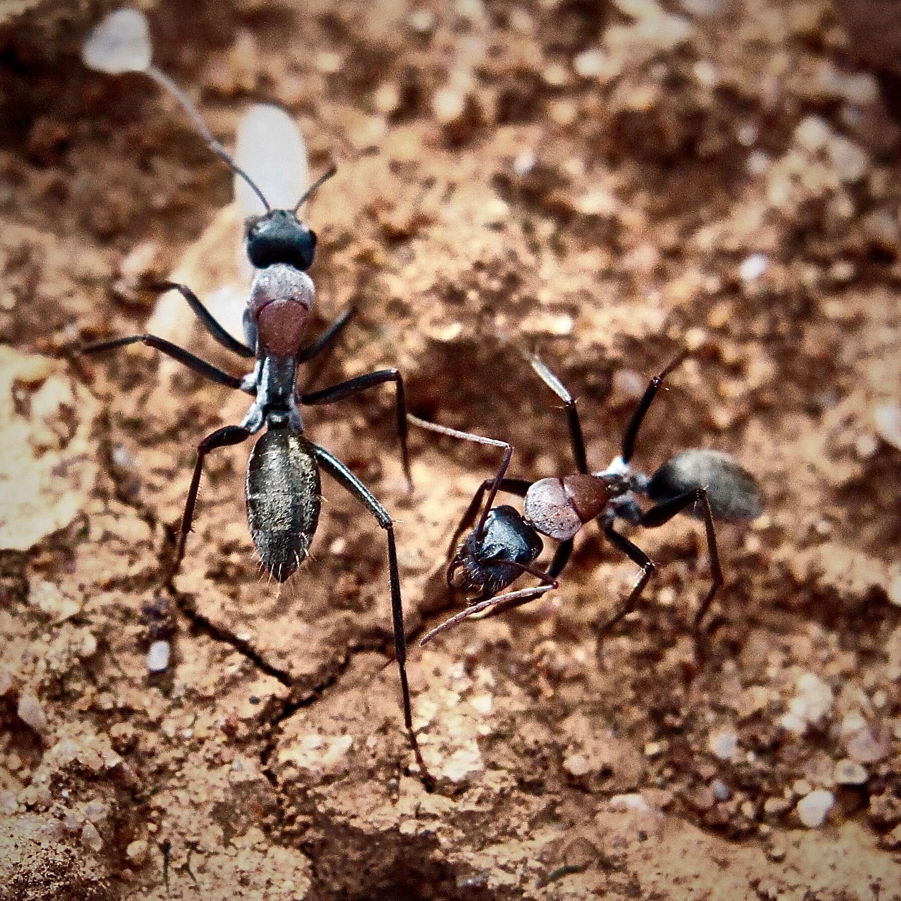 Image de Camponotus ephippium (Smith 1858)