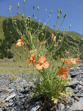 Image of Papaver fugax Poir.