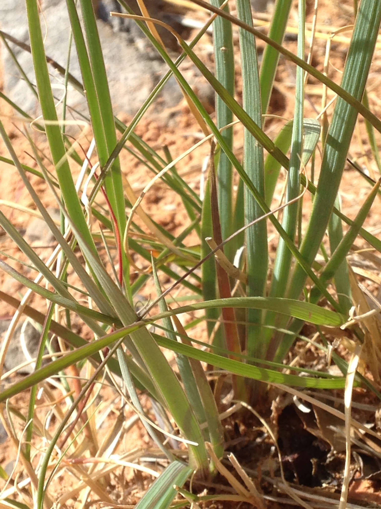 Image of bigroot blue-eyed grass