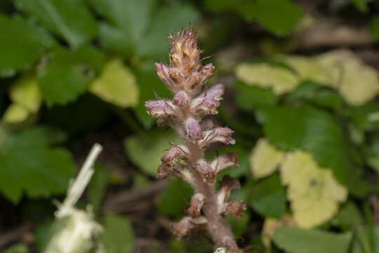 Imagem de Orobanche pubescens Dum.-Urville