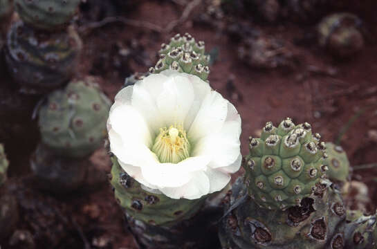 Image of Tephrocactus articulatus (Otto) Backeb.