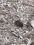 Image of Jaliscan Cotton Rat