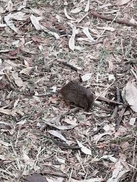 Image of Jaliscan Cotton Rat