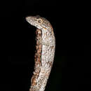Image of Bauer's Chameleon Gecko