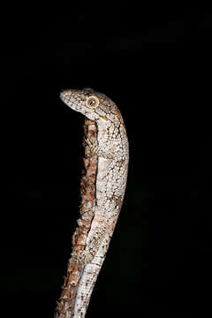 Image of Bauer's Chameleon Gecko