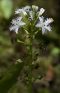 Image of bogbean