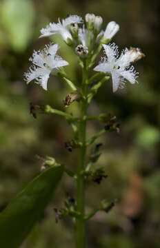 Image of bogbean