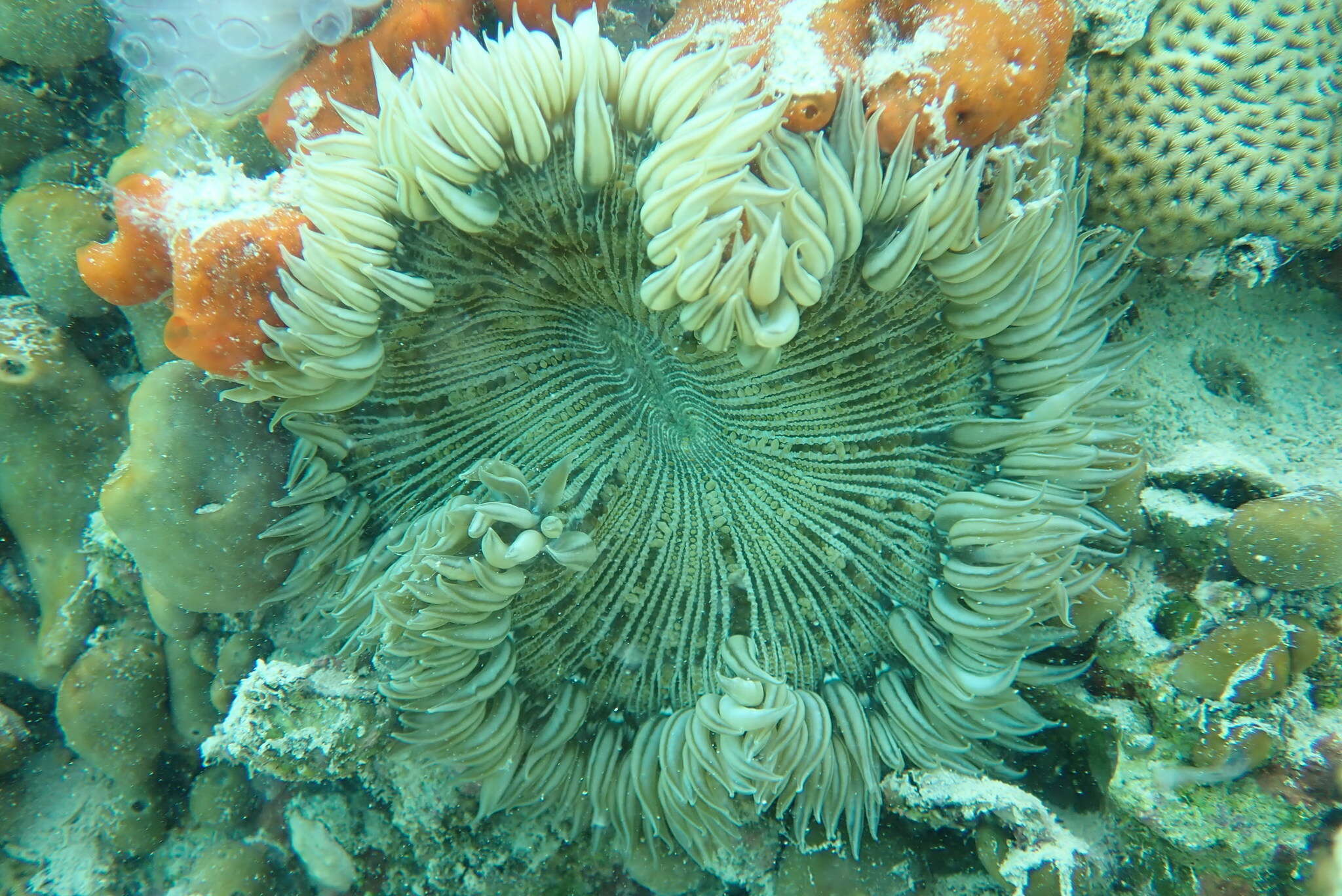 Image of beaded anemone