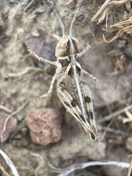Image of Aulocara