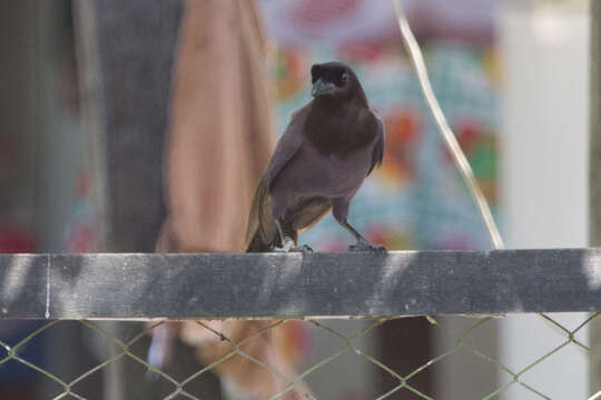 Image of Purplish Jay