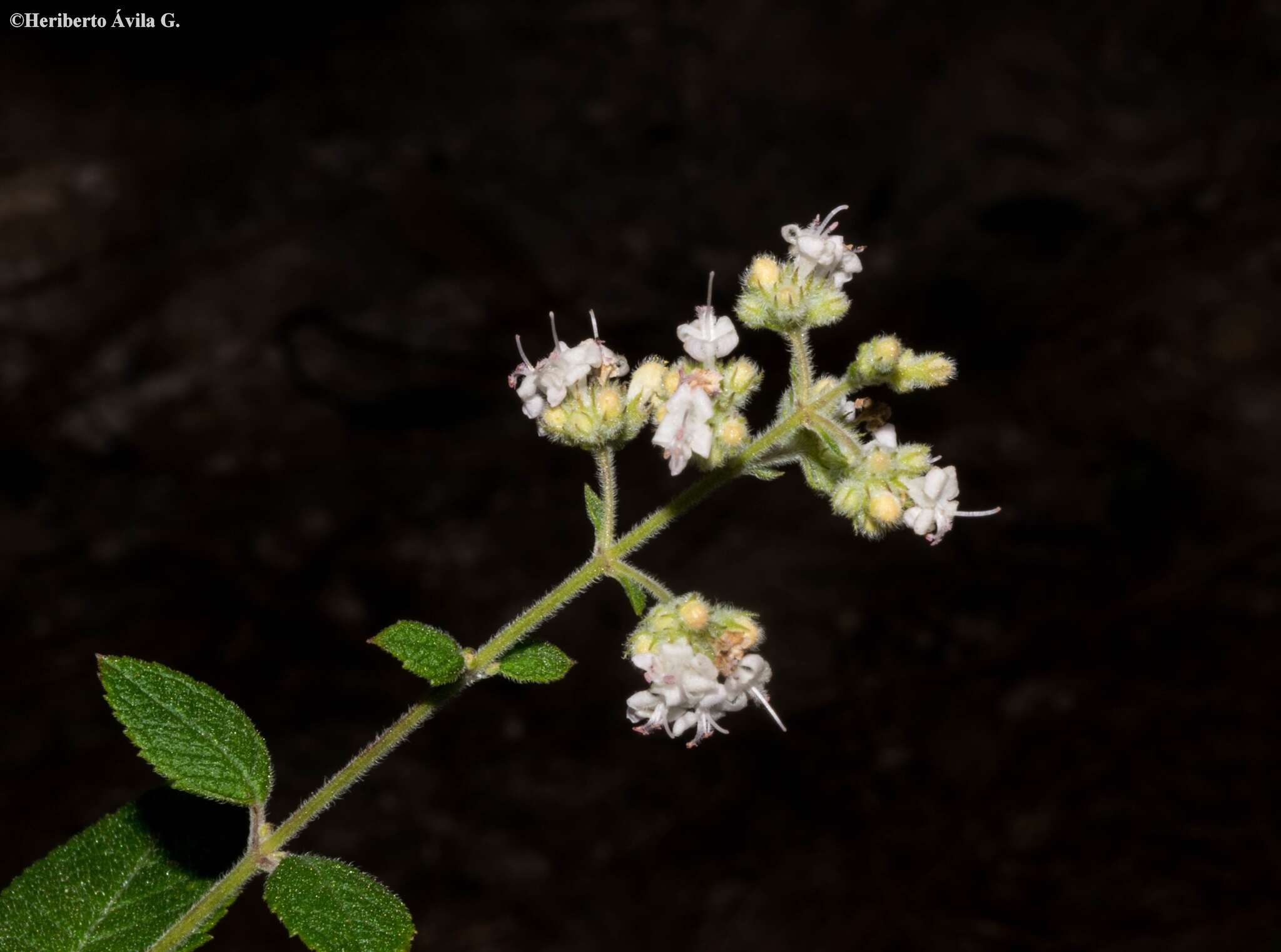 Mesosphaerum urticoides (Kunth) Kuntze的圖片