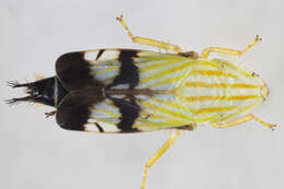 Image of Neohecalus