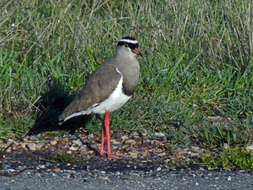 Image of Vanellus coronatus coronatus (Boddaert 1783)