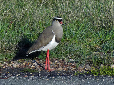 Image of Vanellus coronatus coronatus (Boddaert 1783)