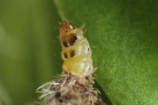 Image of Coleophora saturatella Stainton 1850