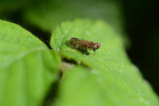 Imagem de Tachycixius