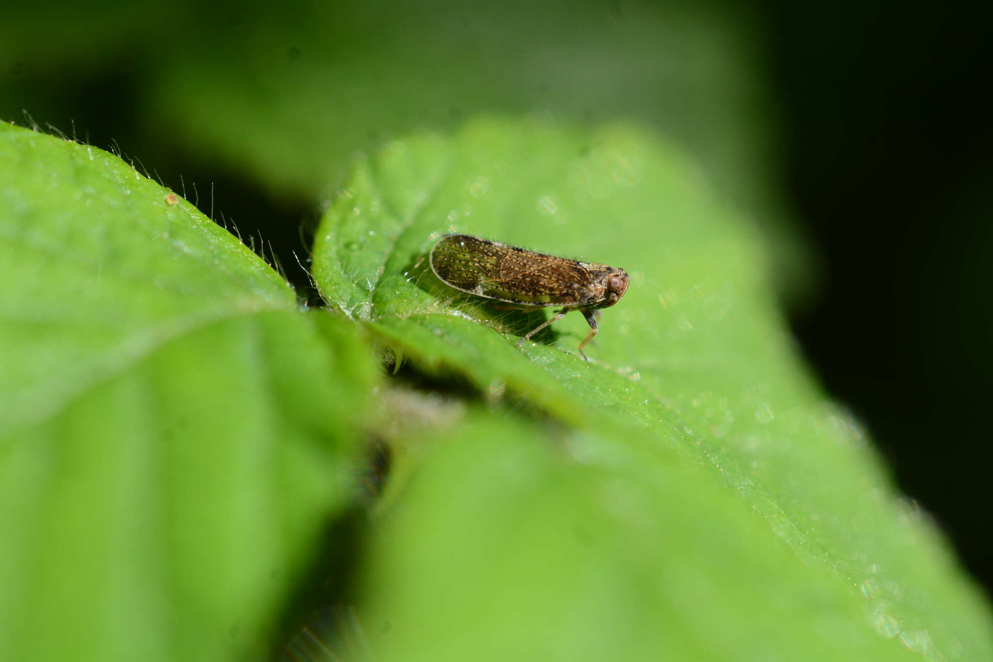 Sivun Tachycixius kuva