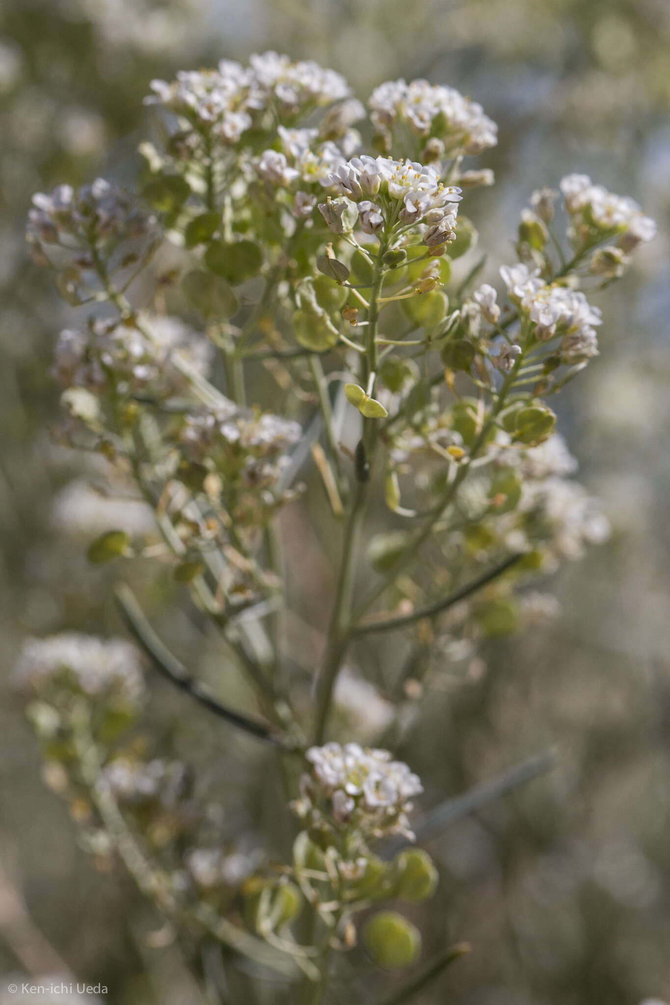 Image de Lepidium fremontii S. Watson