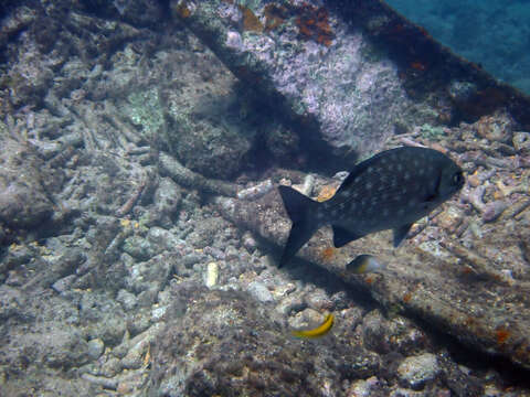 Image of Bermuda chub