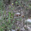 صورة Trifolium badium subsp. rytidosemium