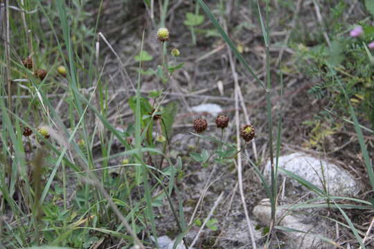 Image of Trifolieae