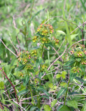 Image of Euphorbia pekinensis subsp. pekinensis