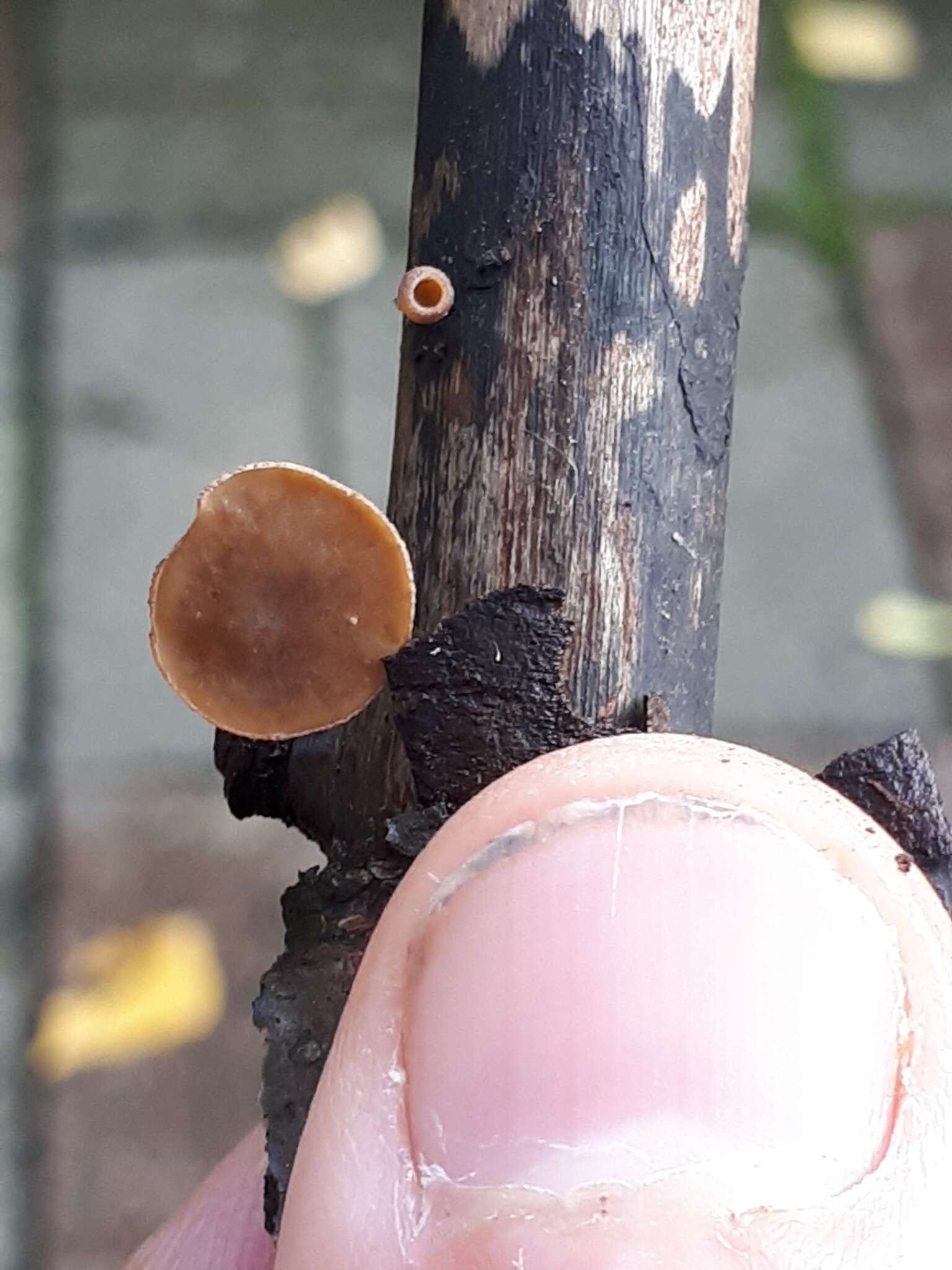 Image of Brown Oak Disc Cup