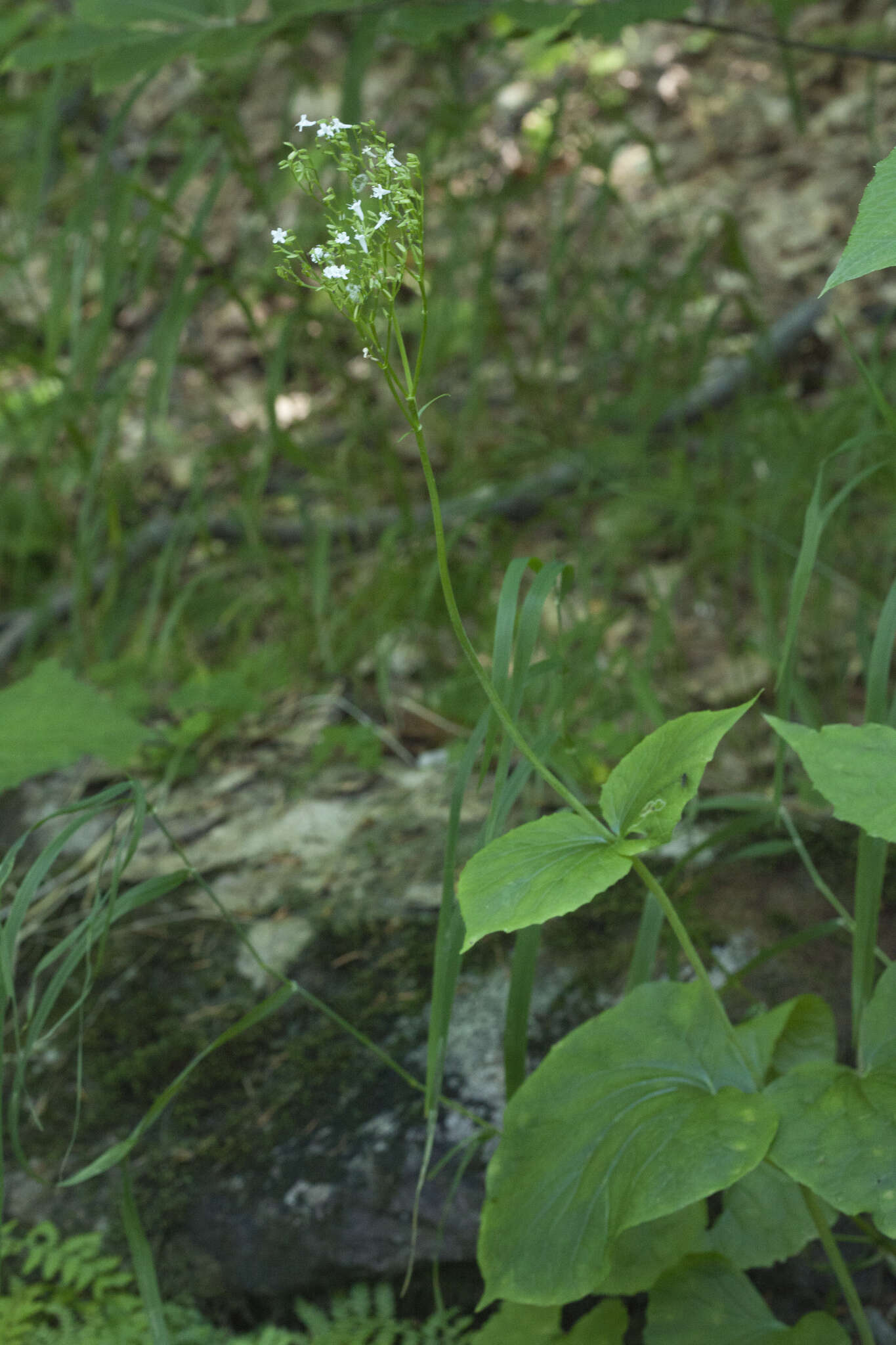 Image of Valeriana alliariifolia Adams