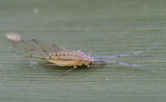 Image of Aphid