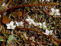 Image of Montia angustifolia Heenan