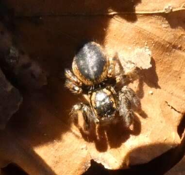 Carrhotus xanthogramma (Latreille 1819) resmi