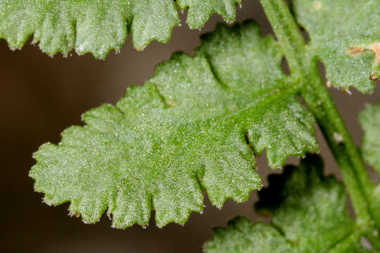 Image of New Mexico cliff fern