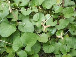 Plancia ëd Viola palustris L.