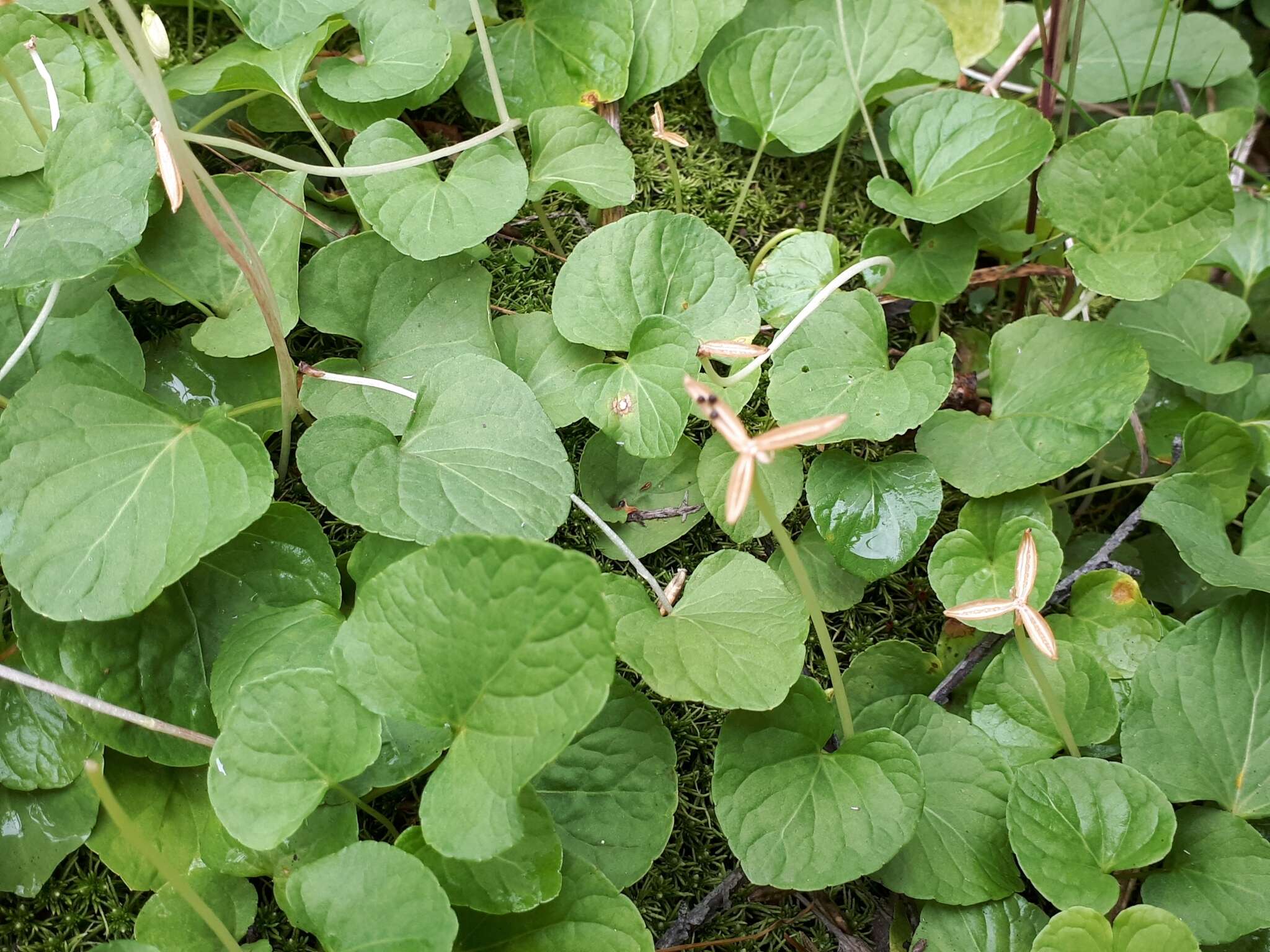 Image of marsh violet