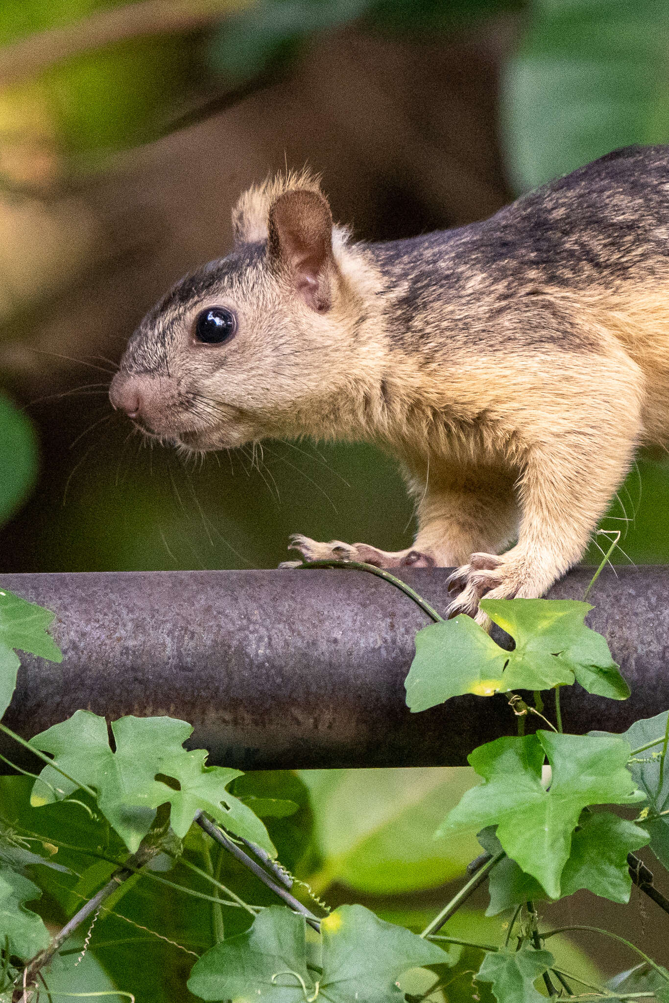 Image de Sciurus variegatoides helveolus Goldman 1912