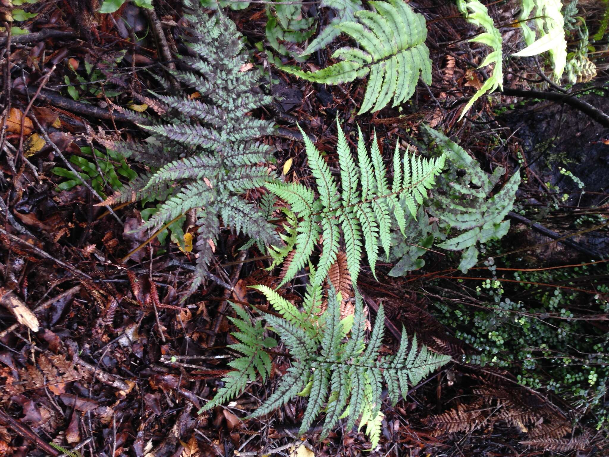 Image of Dicksonia lanata Col.