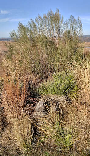 Image of Buckley's yucca