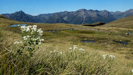 Image of Mount Cook buttercup