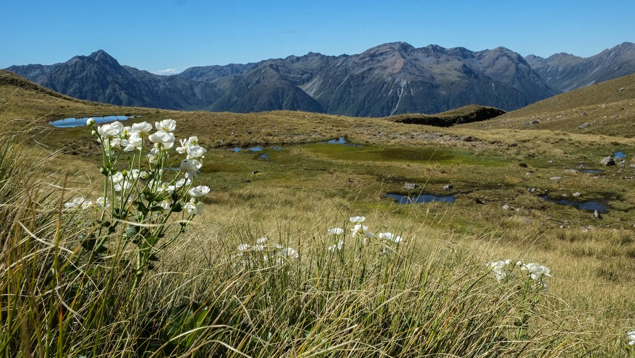 Image of Mount Cook buttercup